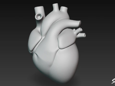Heart 3D Model