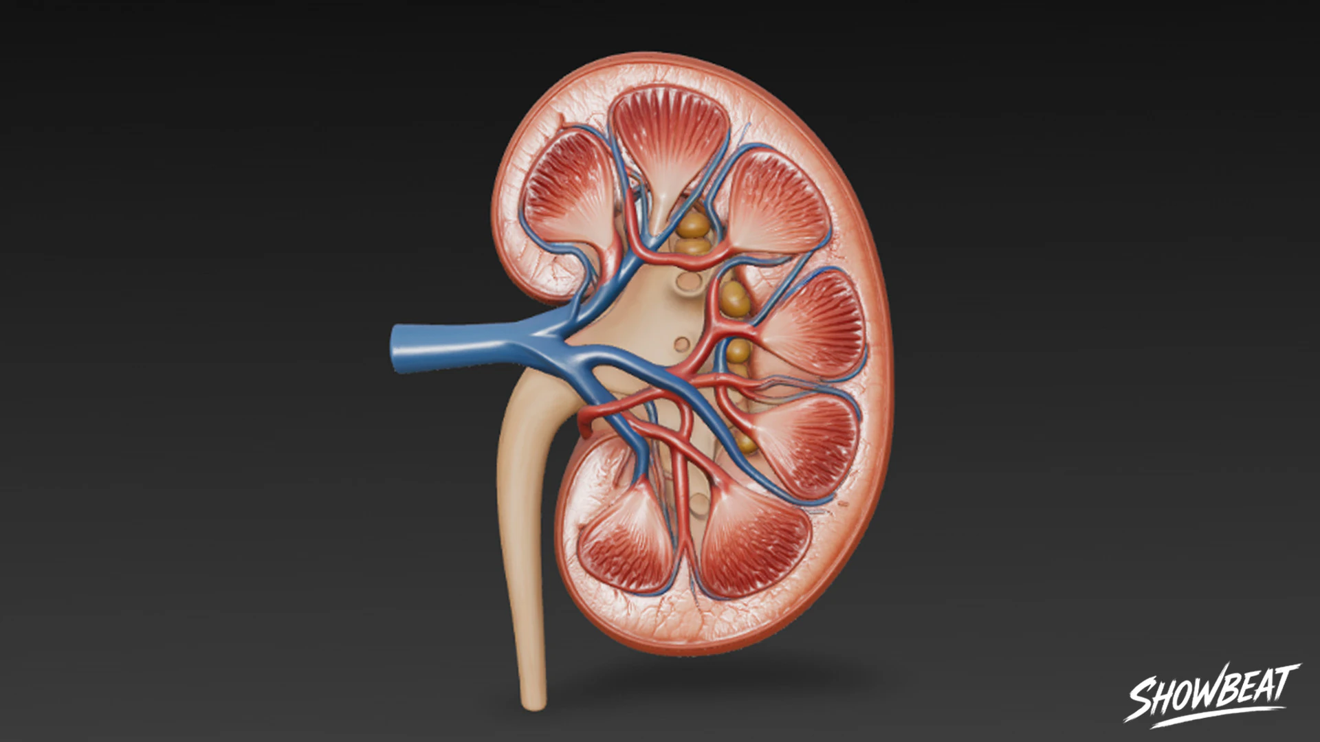 Kidney Cross Section 3D Model .c4d .max .obj .3ds .fbx .stl .blend