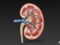 Kidney Cross Section 3D Model