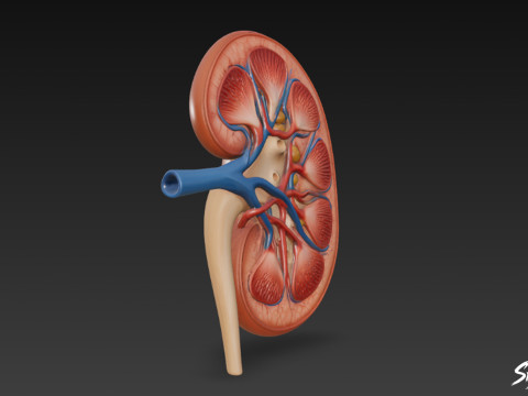 Böbrek Kesiti 3D Model