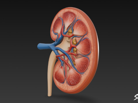 Böbrek Kesiti 3D Model