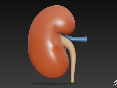 Böbrek Kesiti 3D Model