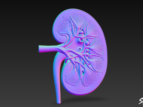 Böbrek Kesiti 3D Model