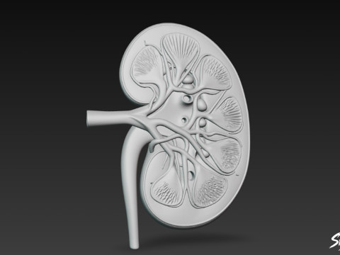 Böbrek Kesiti 3D Model