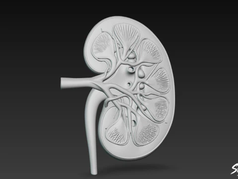 Kidney Cross Section 3D Model