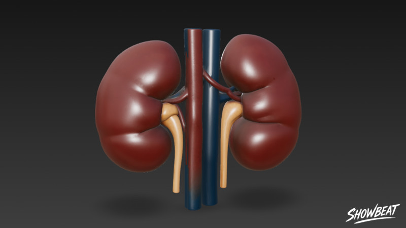 Ginjal Model 3D .c4d .max .obj .3ds .fbx .stl .blend 