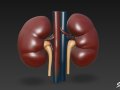 Kidney 3D Model