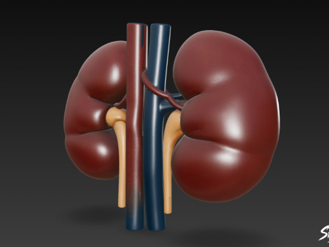 Ginjal Model 3D