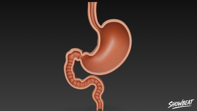 Stomach Cross Section 3D Model .c4d .max .obj .3ds .fbx .stl .blend