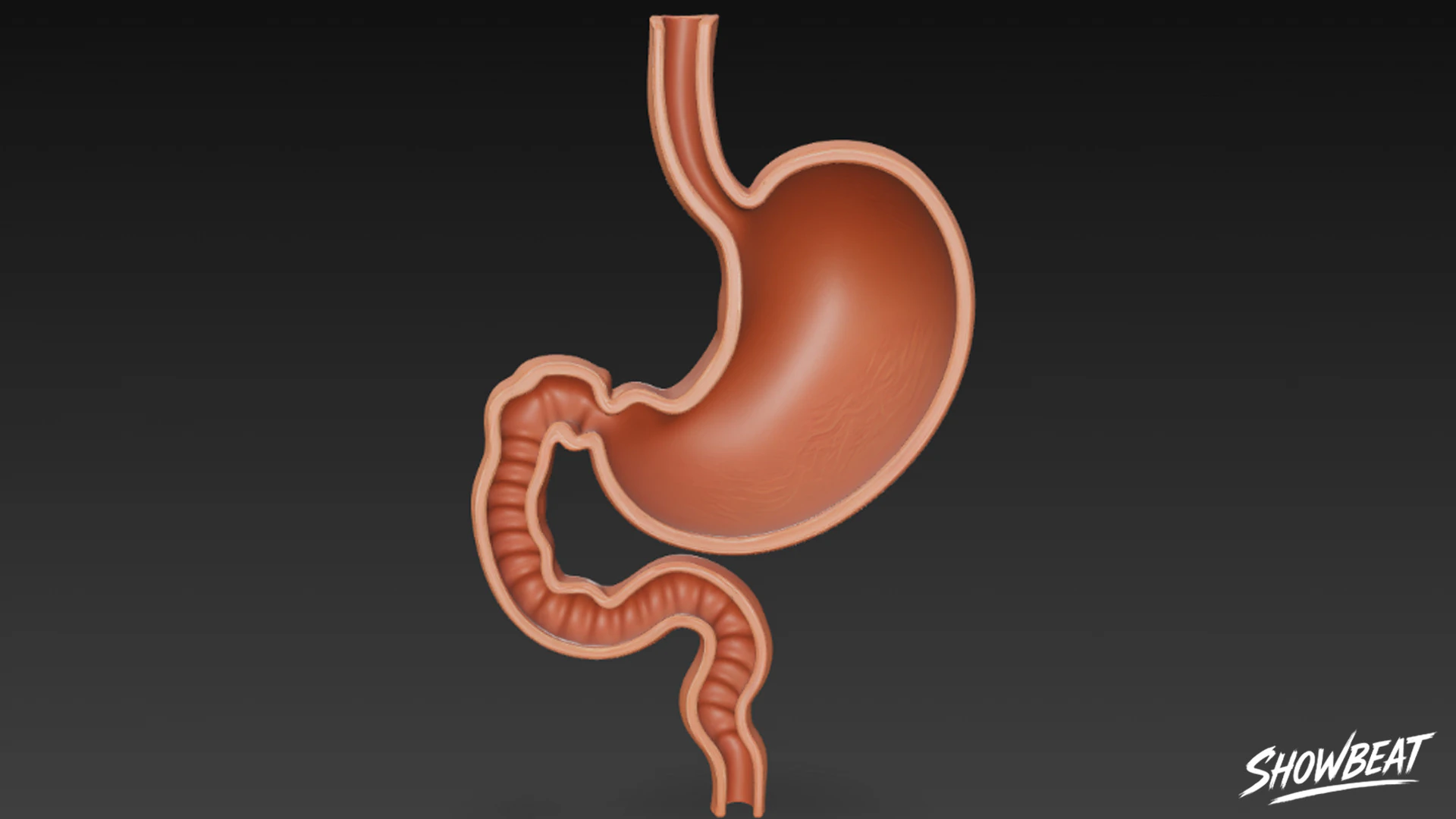 Stomach Cross Section 3D Model .c4d .max .obj .3ds .fbx .stl .blend