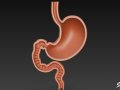 Stomach Cross Section 3D Model