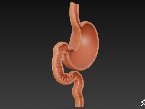 Stomach Cross Section 3D Model