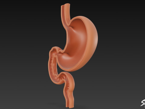 Stomach Cross Section 3D Model