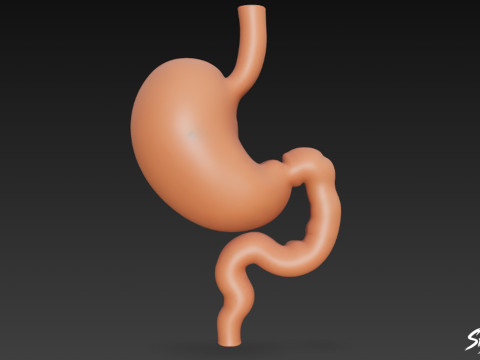 Stomach Cross Section 3D Model