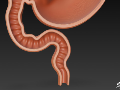 Stomach Cross Section 3D Model