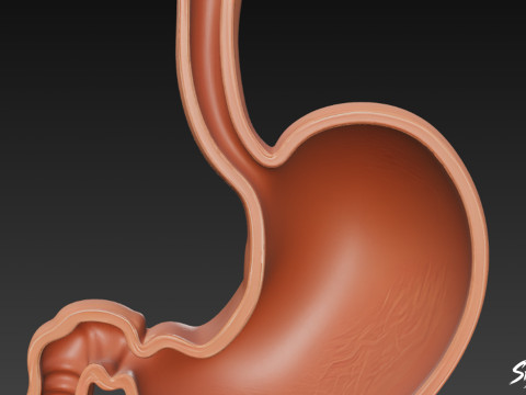 Stomach Cross Section 3D Model