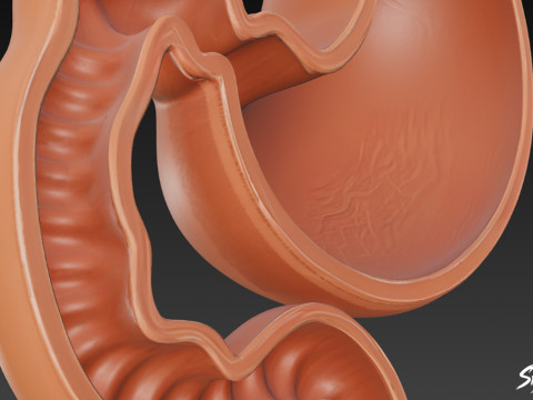 Stomach Cross Section 3D Model