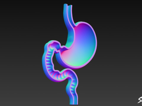 Stomach Cross Section 3D Model