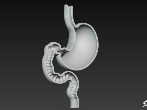Stomach Cross Section 3D Model