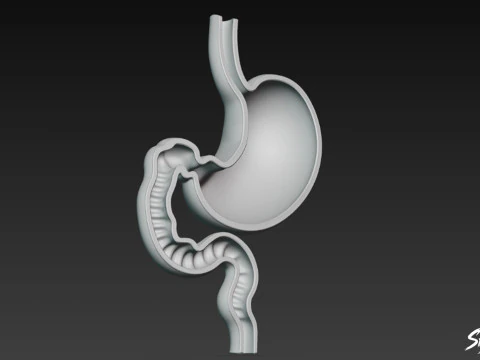 Stomach Cross Section 3D Model