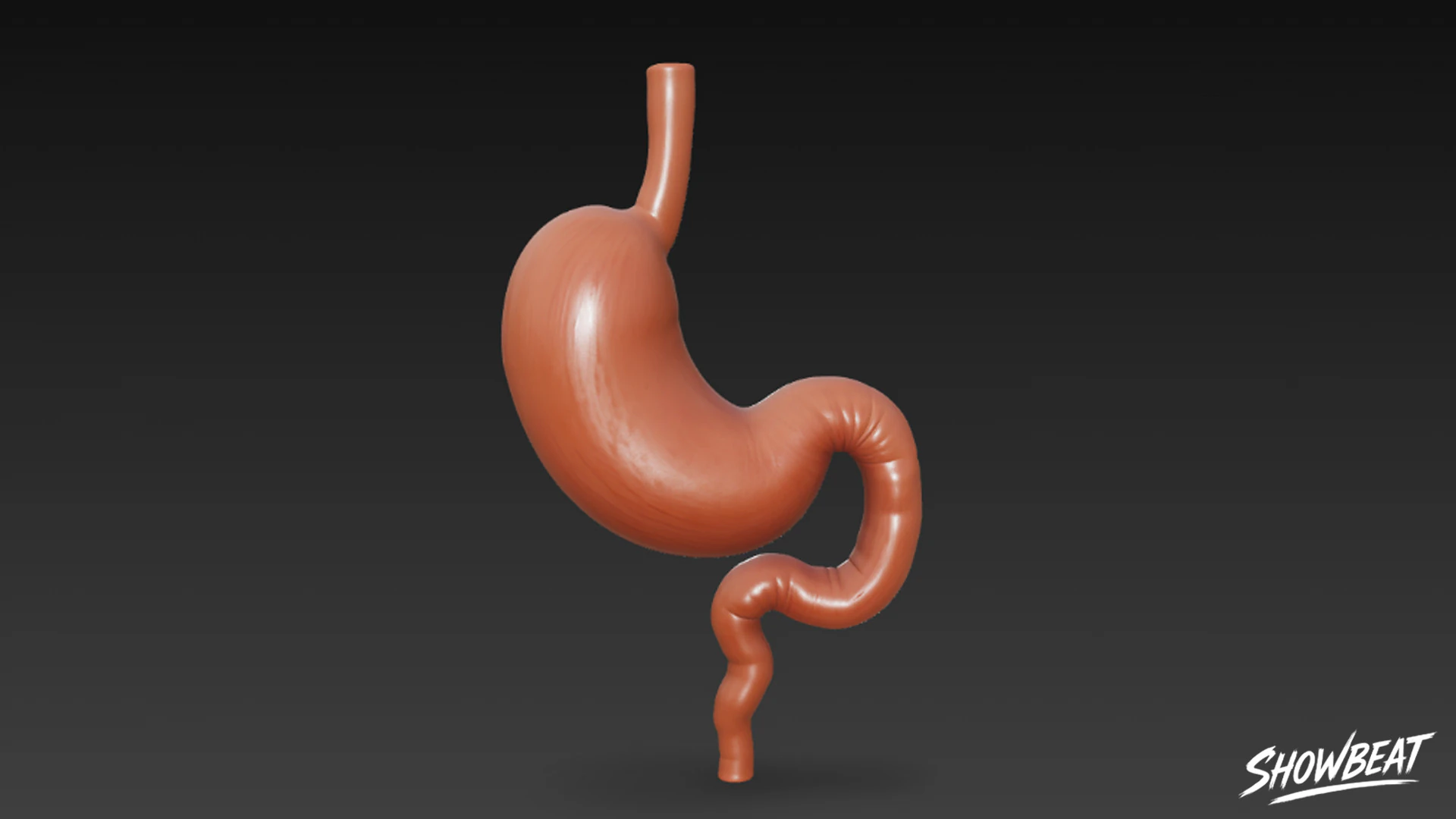 Stomach 3D Model .c4d .max .obj .3ds .fbx .stl .blend 