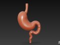 Stomach 3D Model
