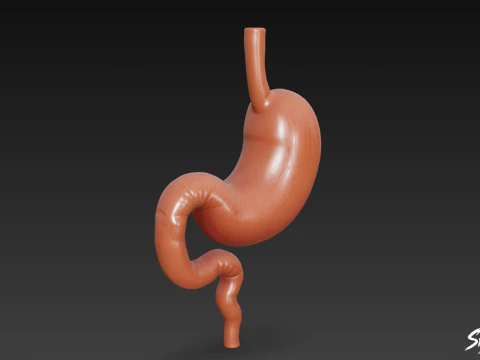 Stomach 3D Model