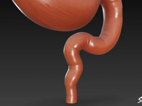Stomach 3D Model
