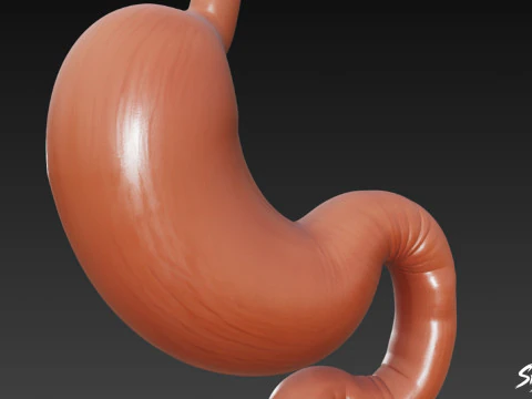 Stomach 3D Model