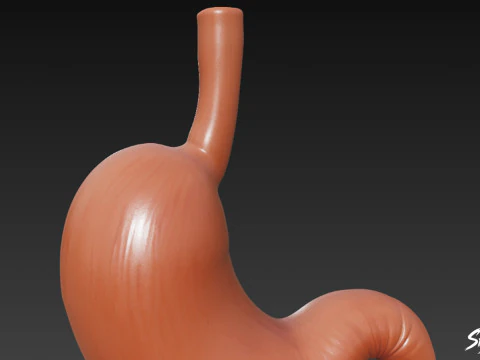 Stomach 3D Model