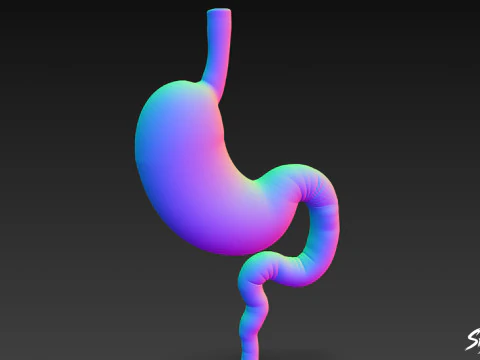 Stomach 3D Model