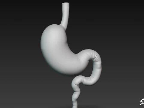 Stomach 3D Model