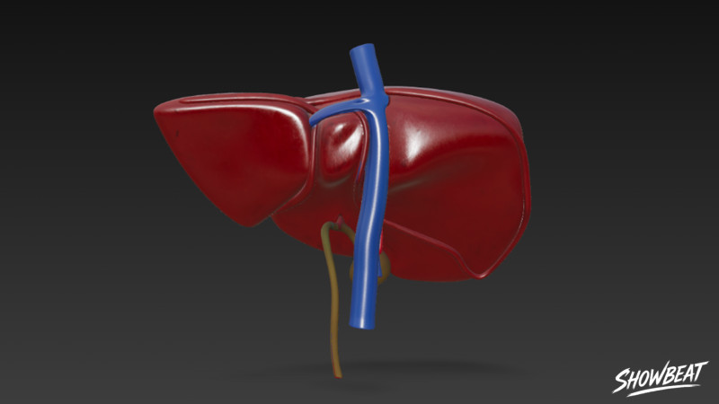 Liver 3D Model .c4d .max .obj .3ds .fbx .stl .blend