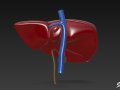 Liver 3D Model