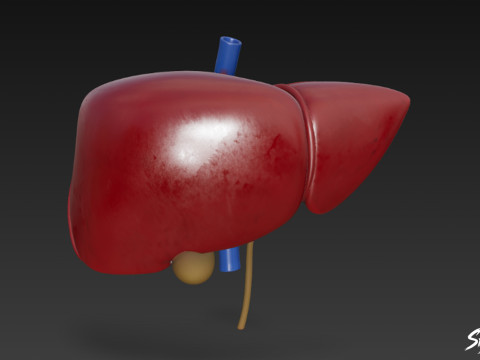 Liver 3D Model