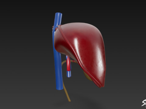 Liver 3D Model