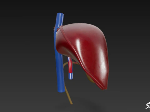 Wątroba Model 3D