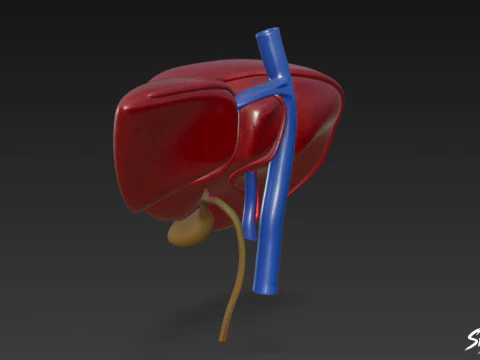 Wątroba Model 3D