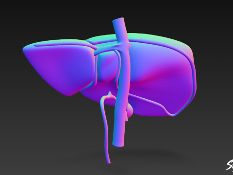 Liver 3D Model