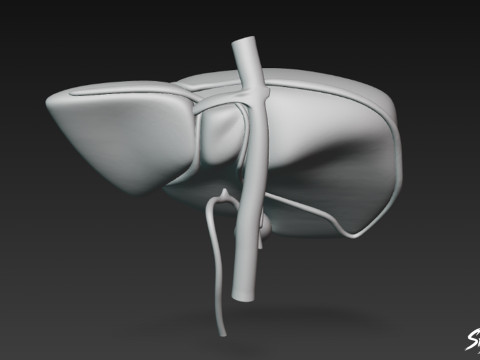 Liver 3D Model