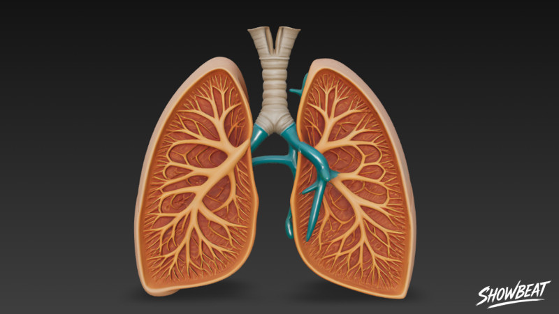 Przekrój płuc Model 3D .c4d .max .obj .3ds .fbx .stl .blend 