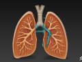 Lung Cross Section 3D Model
