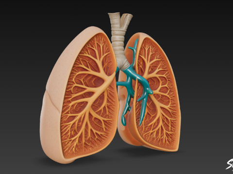Przekrój płuc Model 3D