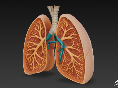 Przekrój płuc Model 3D