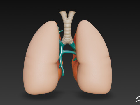 Przekrój płuc Model 3D
