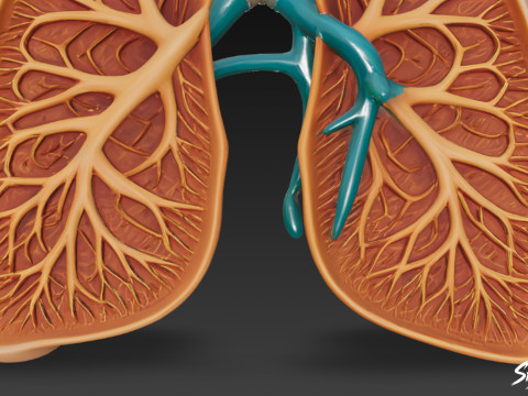 Przekrój płuc Model 3D