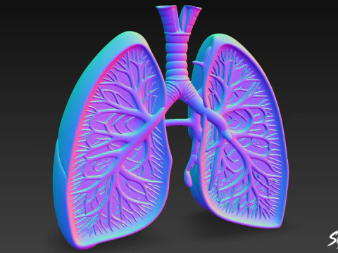 Поперечний розріз легень 3D Модель