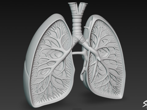 Przekrój płuc Model 3D