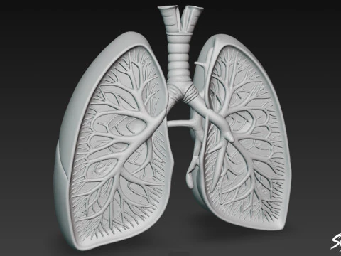 Поперечний розріз легень 3D Модель