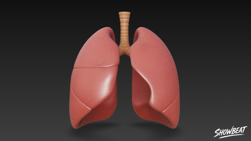 Lunge 3D Modell .c4d .max .obj .3ds .fbx .stl .blend 